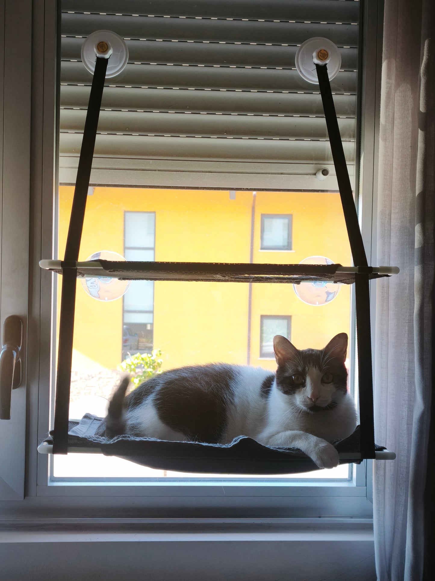 Gato mirando paisaje verde desde la hamaca doble nivel — foto real