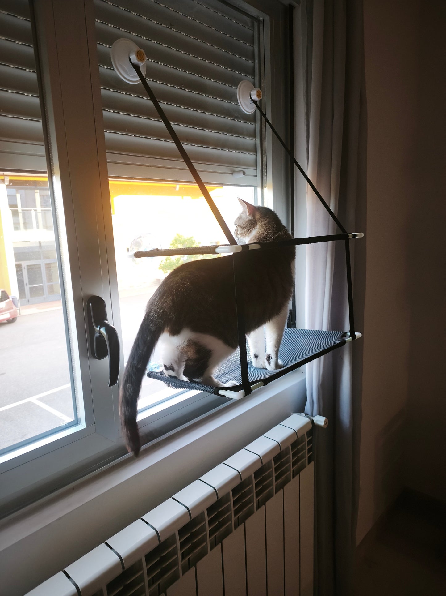 Dos gatos en hamaca doble nivel compartiendo el espacio — modelo doble